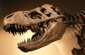 Skull of a Tyrannosaurus Rex at Palais de la Decouverte